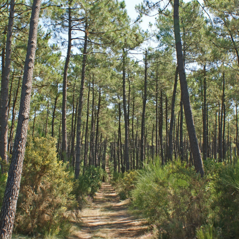 Forêt du Val de l'Eyre